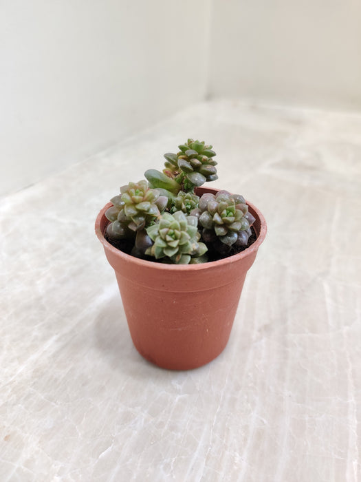 Set of Mini Indoor Succulent Plants