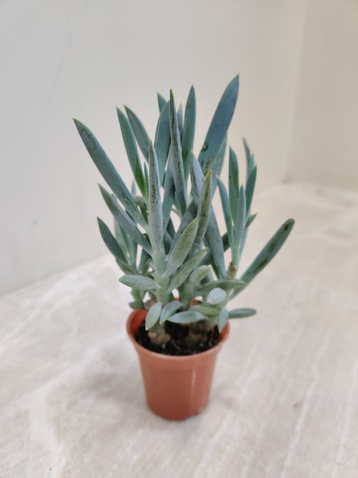succulent mountain indoor Senecio 'Mount Everest'