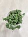 Beadlike-String-of-Pearls-Greenery-Indoor-Succulent