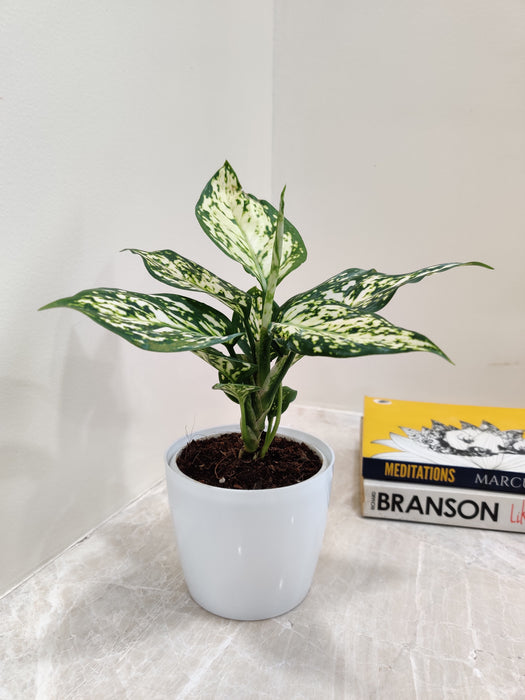 Easy-care Aglaonema White Anjuman for corporate gifts