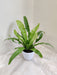 Serene Asplenium antiquum greenery for indoors