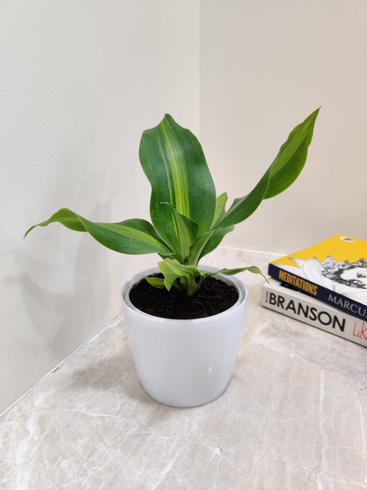 Plant Original Buy Dracaena Darasingh Plant Online - Ideal Corporate Gift ...