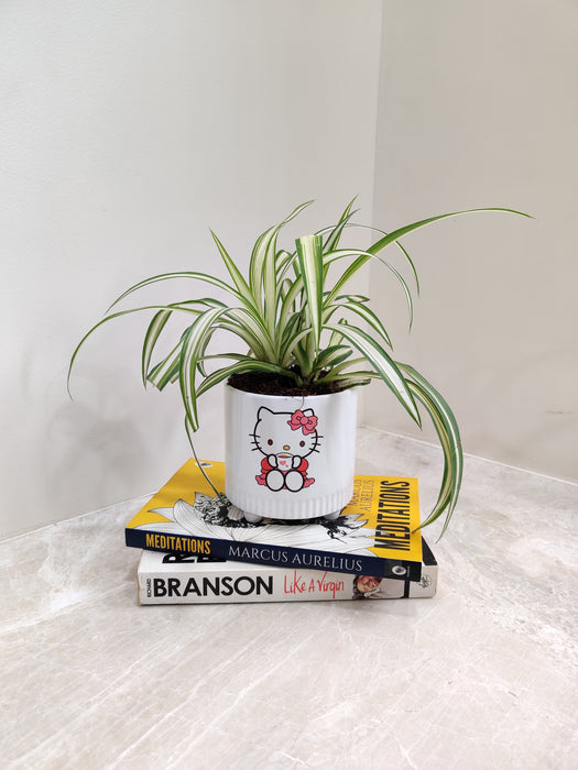 Natural elegance encapsulated in a Spider Plant gift
