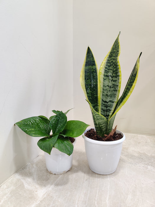 Two Plant Combo Air Purification