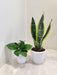 Two Plant Combo Air Purification