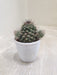 Low maintenance and water-efficient Euphorbia succulent