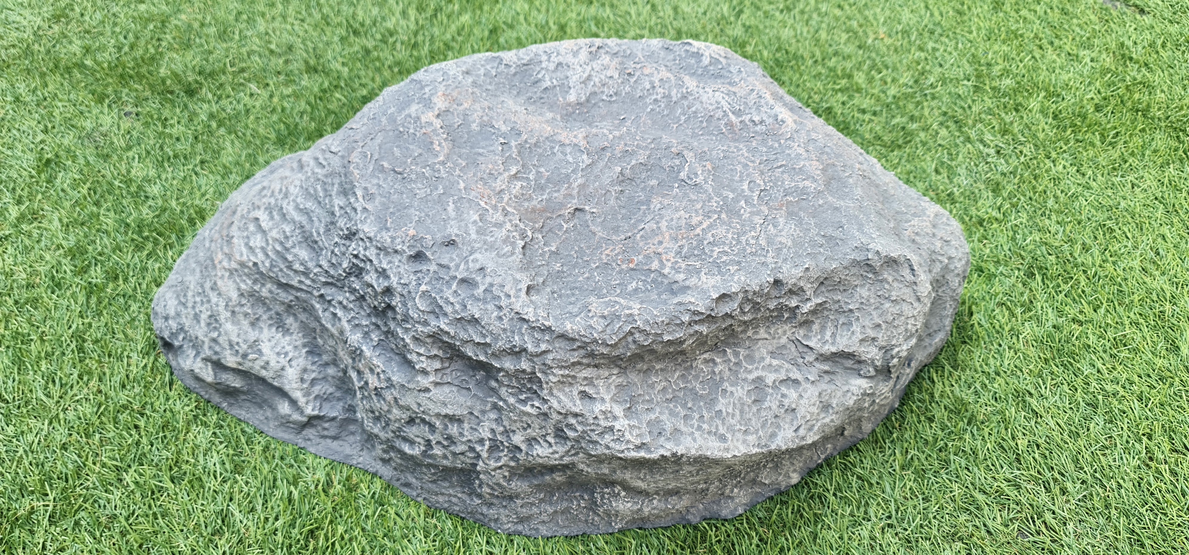 Shell Ha Shell Rock – ChhajedGarden.com