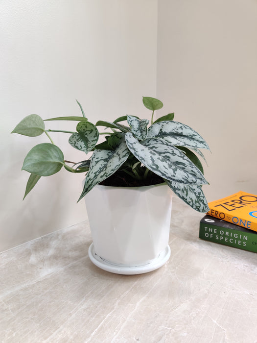 Easy Care Silver Money Plant Ideal for Gifting