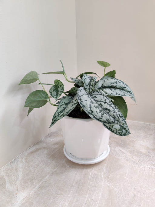 Silver Money Plant in White Ceramic Pot for Office