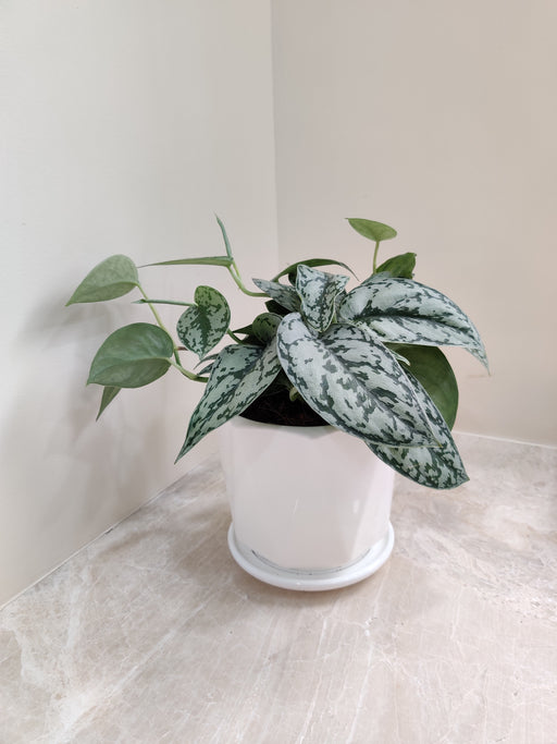silver money plant Buy Silver Money Plant for Corporate Gifting