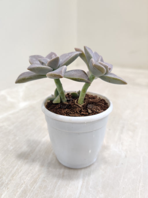 Graptopetalum-Paraguayense-Healthy-Indoor-Succulent