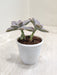 Graptopetalum-Paraguayense-Healthy-Indoor-Succulent