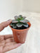 Petite Echeveria Melaco for Home Decor Indoor Succulent