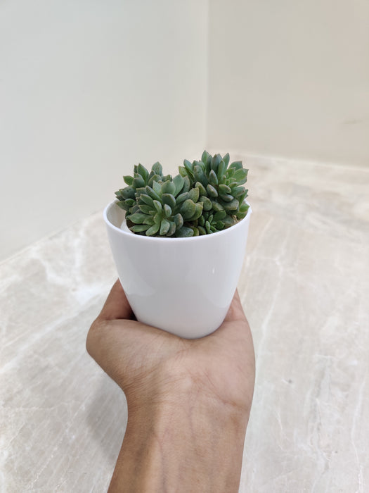 Symbol of Resilience Endurance Succulent Gift