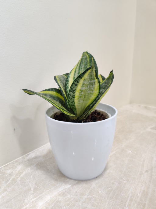 Sleek Snake Plant in White Pot for Corporate Gifting