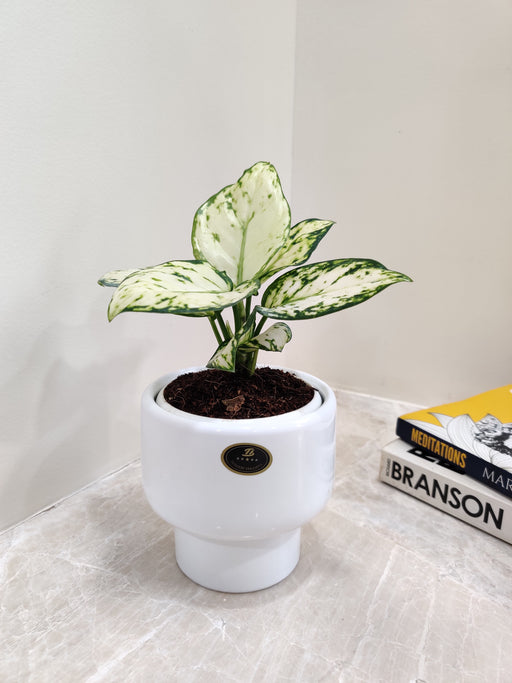 White variegated Aglaonema plant perfect for corporate gifting