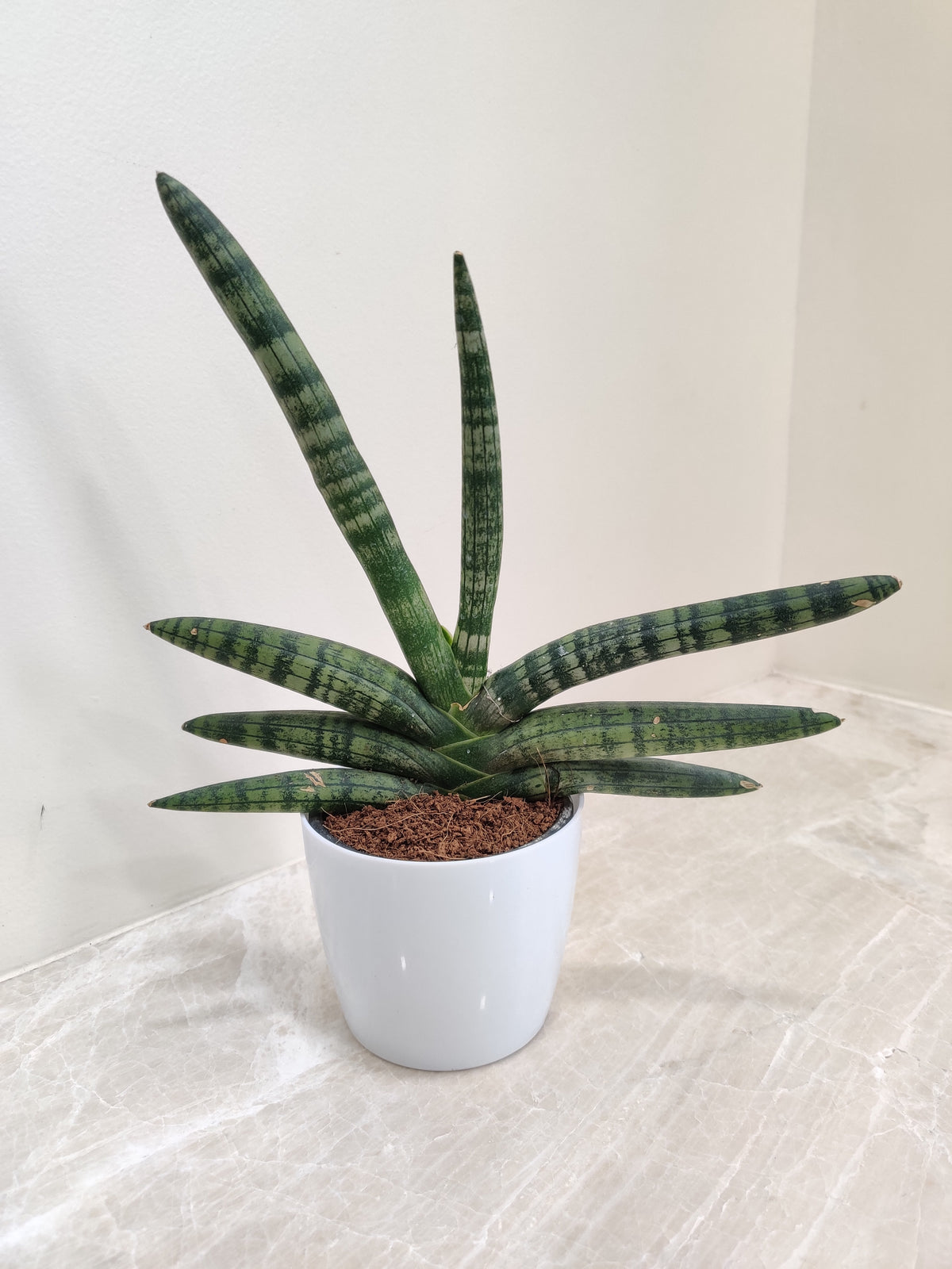 Buy Boncel Snake Desk Plant - Enhance Your Workspace – ChhajedGarden.com