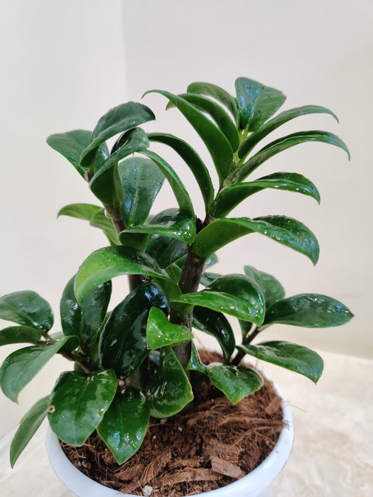 Indoor sleek Zamioculcas Zenzii plant in minimalist planter