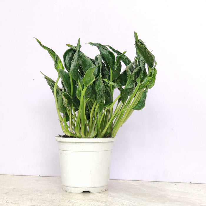 Sleeping Pothos 10 cm pot