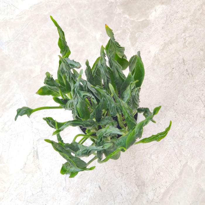 Sleeping Pothos 10 cm pot