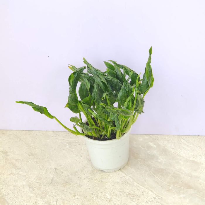 Sleeping Pothos 10 cm pot