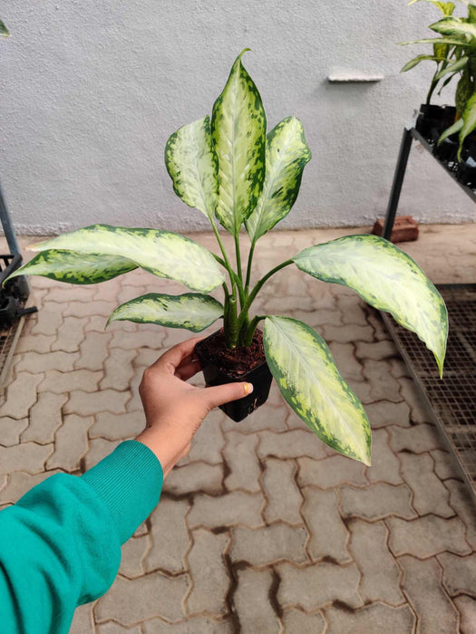 Compact Dieffenbachia ‘X Bausei’ ideal for tabletops and shelves