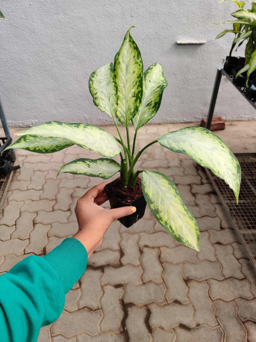 dieffenbachia x bausei Buy Dieffenbachia 'X Bausei' Plant Online India – ChhajedGarden.com