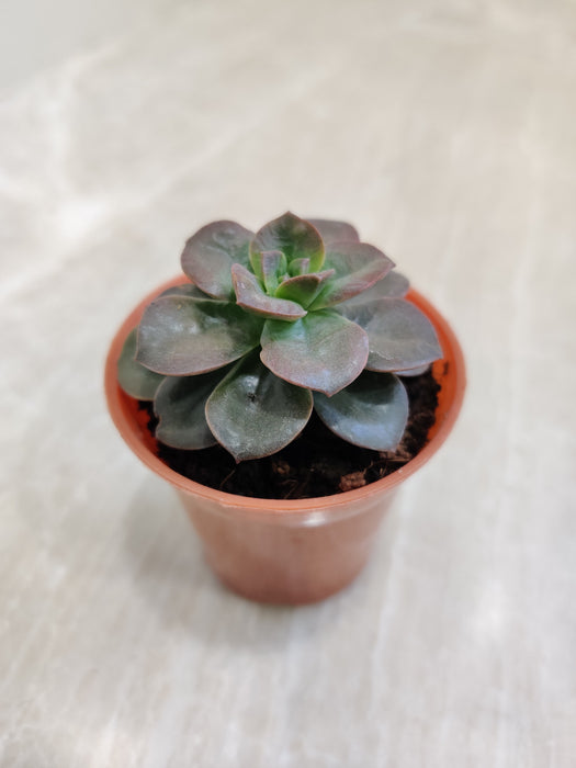 Air Purifying Small Melaco Indoor Succulent