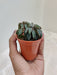 Peperomia-Nivalis-Healthy-Indoor-Houseplant