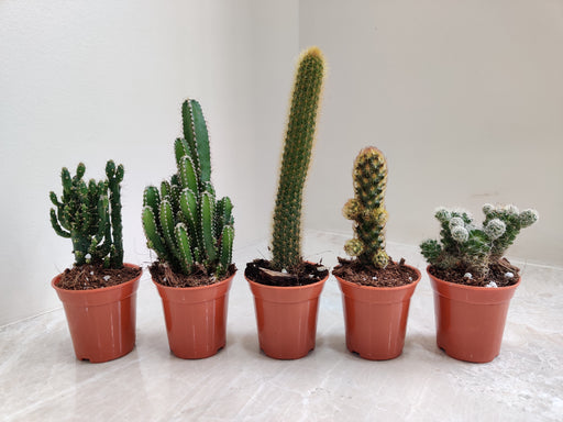 "Set of Five Small Indoor Cactus Plants