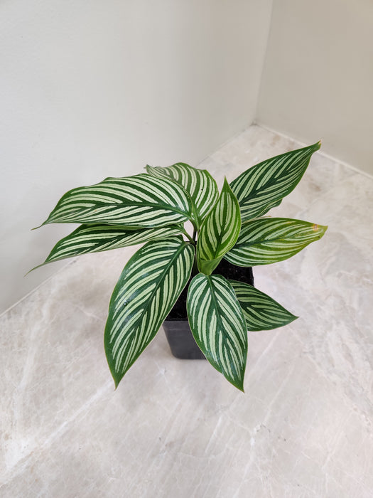 Art-inspired Calathea Vittata indoor plant