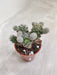Home plant Mammillaria Gracilis in small pot