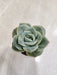 Rose-Shaped-Graptoveria-Indoor-Succulent-Detail