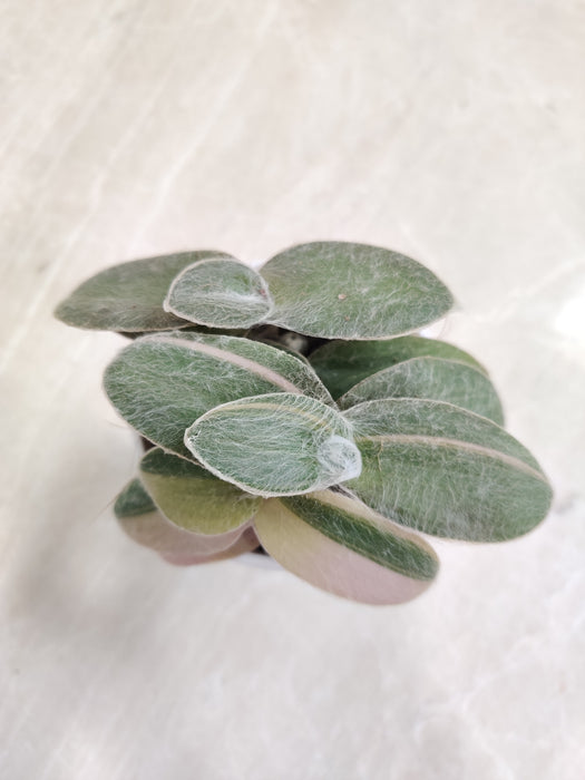 Tradescantia-Sillamontana-Variegata-Home-Garden