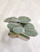 Tradescantia-Sillamontana-Variegata-Home-Garden