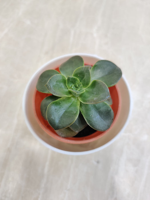 Succulent plant in minimalist white plastic pot