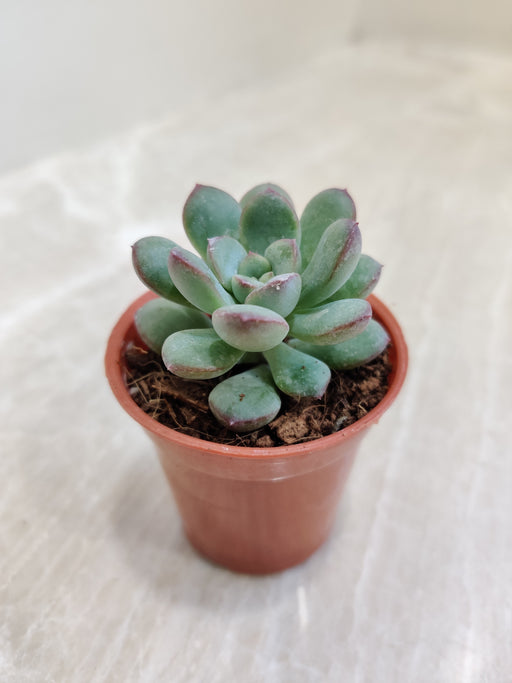 succulent plant in korean Echeveria Ice