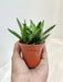 Aloe Juvenna Succulent with Distinctive Toothed Leaves Indoor Succulent