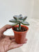 Pachyveria 'Opalina' - A Minimalist's Favorite Indoor Succulent
