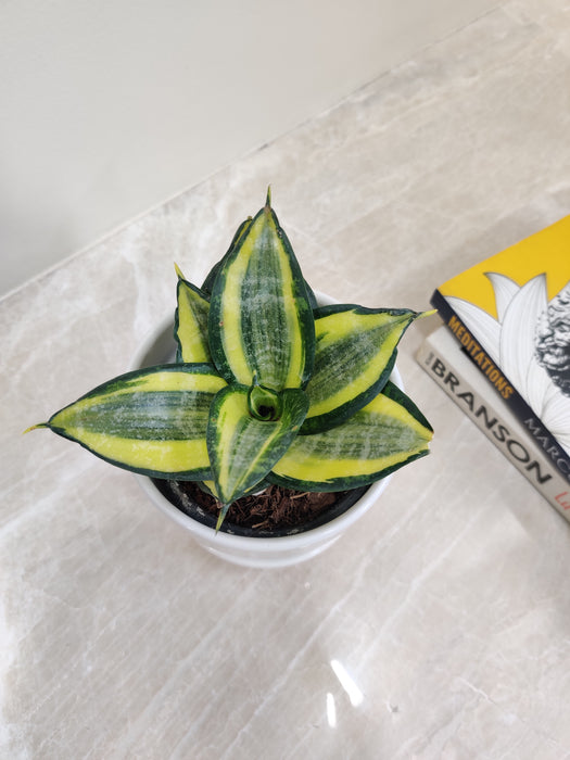 Low-maintenance Snake Plant in a decorative white pot