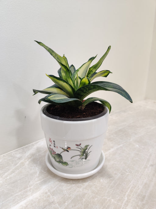 Compact Snake Plant for Corporate Gifting