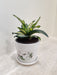 Compact Snake Plant for Corporate Gifting