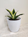 Snake Plant in white pot for corporate gifting