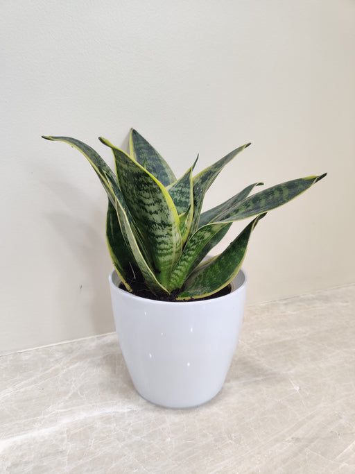 Compact Snake Plant in White Pot for Office