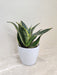 Compact Snake Plant in White Pot for Office