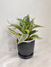 Snake Plant in black ridged pot for corporate gifting