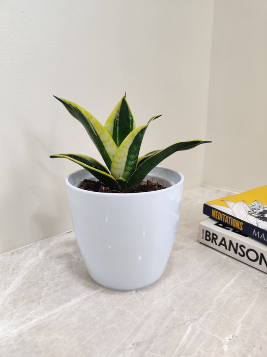 Good luck Snake Plant for corporate wellness