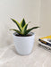 Good luck Snake Plant for corporate wellness