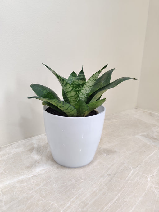 Snake Plant perfect for corporate gifting