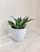 Snake Plant perfect for corporate gifting